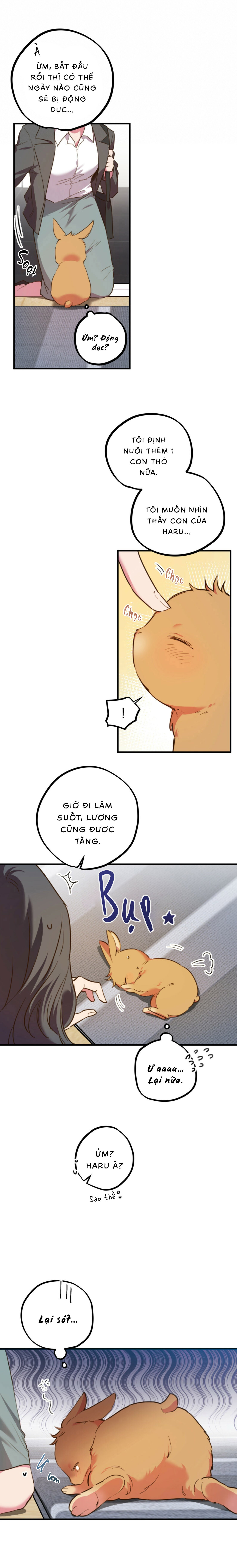 Những Chú Thỏ Của Habibi - Chap 1