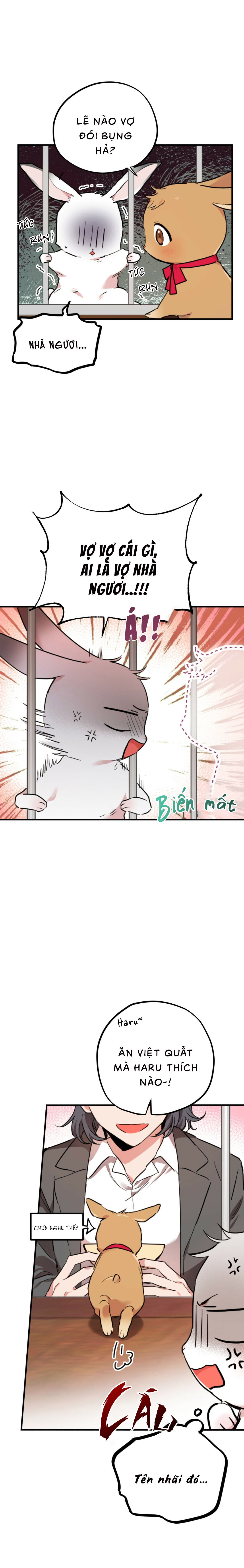 Những Chú Thỏ Của Habibi - Chap 2