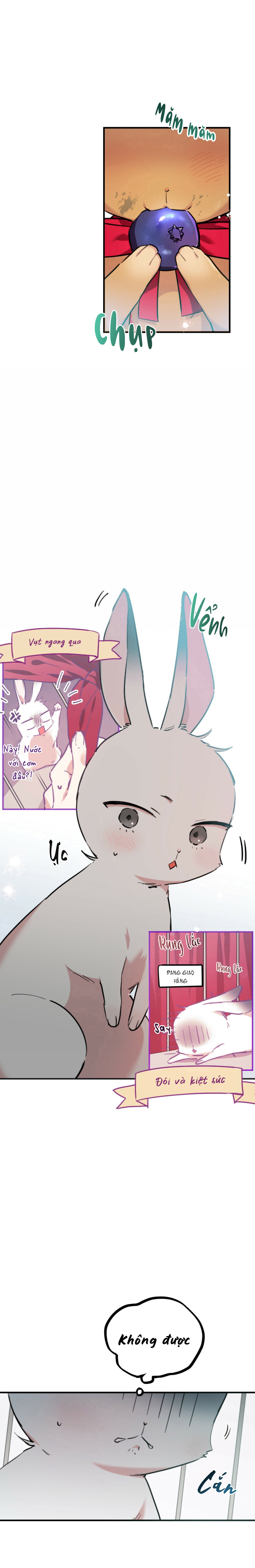 Những Chú Thỏ Của Habibi - Chap 2