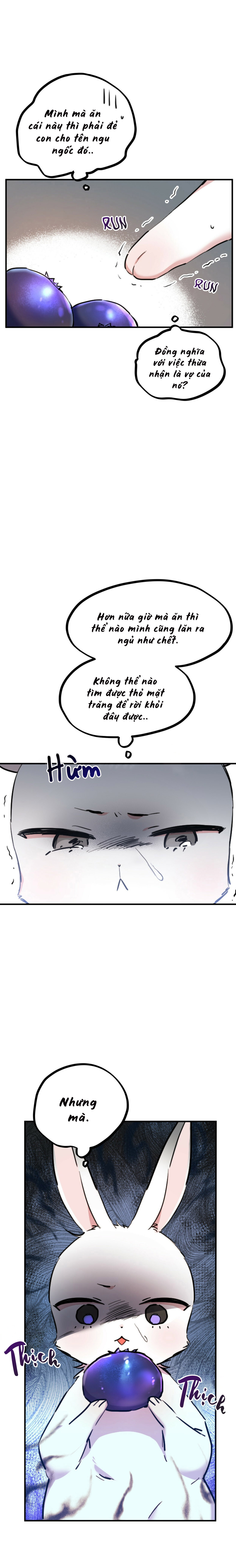 Những Chú Thỏ Của Habibi - Chap 2