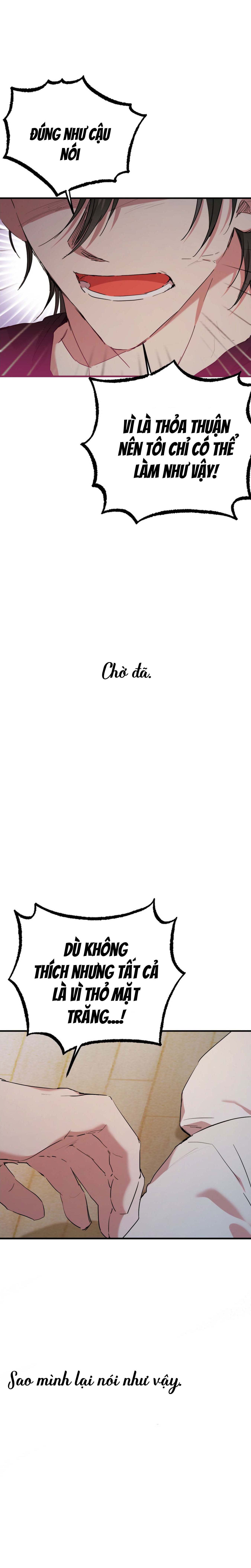 Những Chú Thỏ Của Habibi - Chap 15