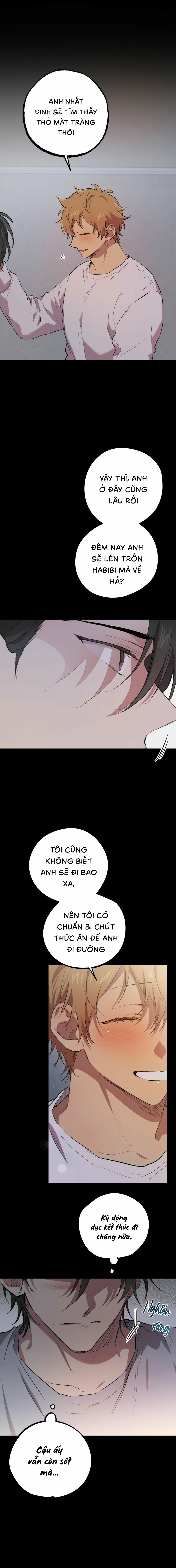 Những Chú Thỏ Của Habibi - Chap 19