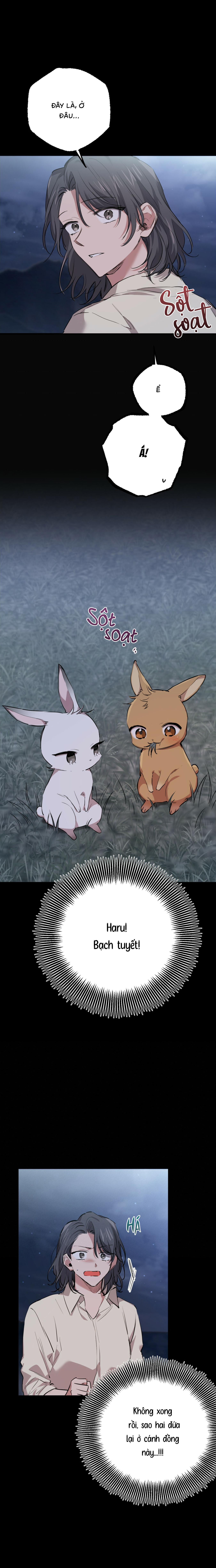 Những Chú Thỏ Của Habibi - Chap 31