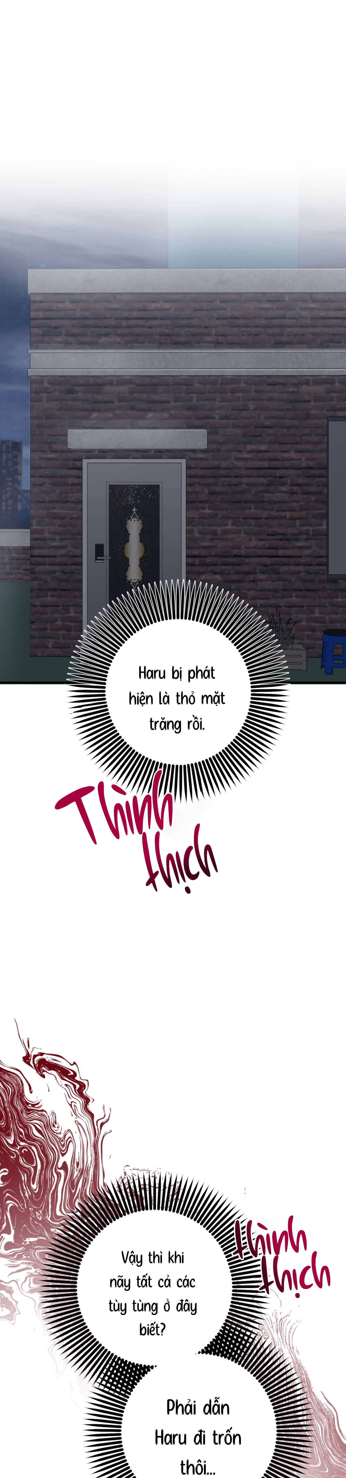 Những Chú Thỏ Của Habibi - Chap 59